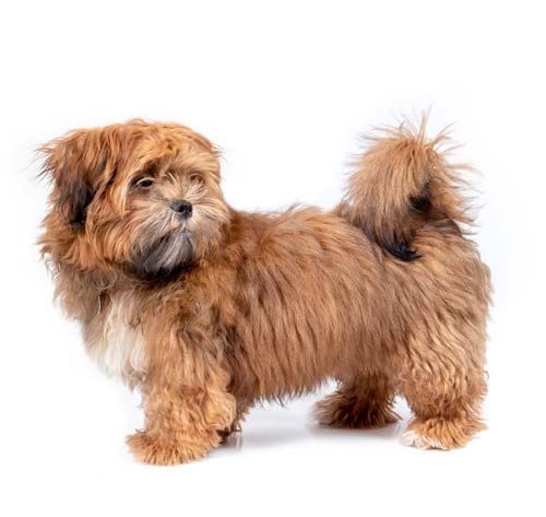 Shichon zuchon on sale